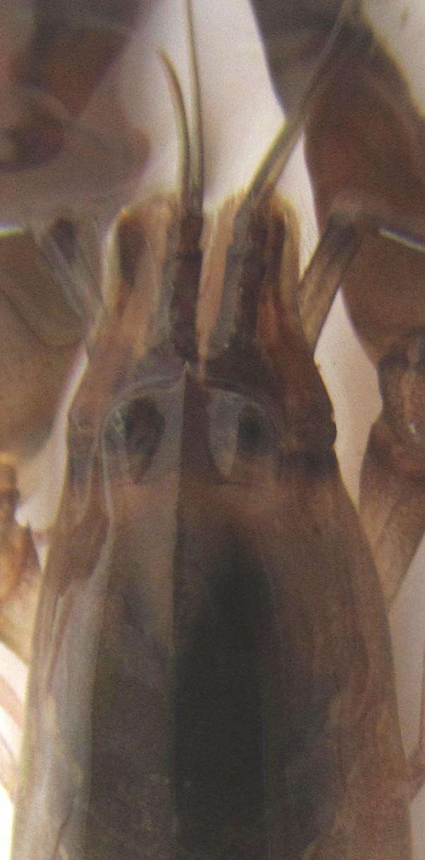 Image of brownbar snapping shrimp