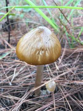 Слика од Hymenopellis furfuracea (Peck) R. H. Petersen 2010