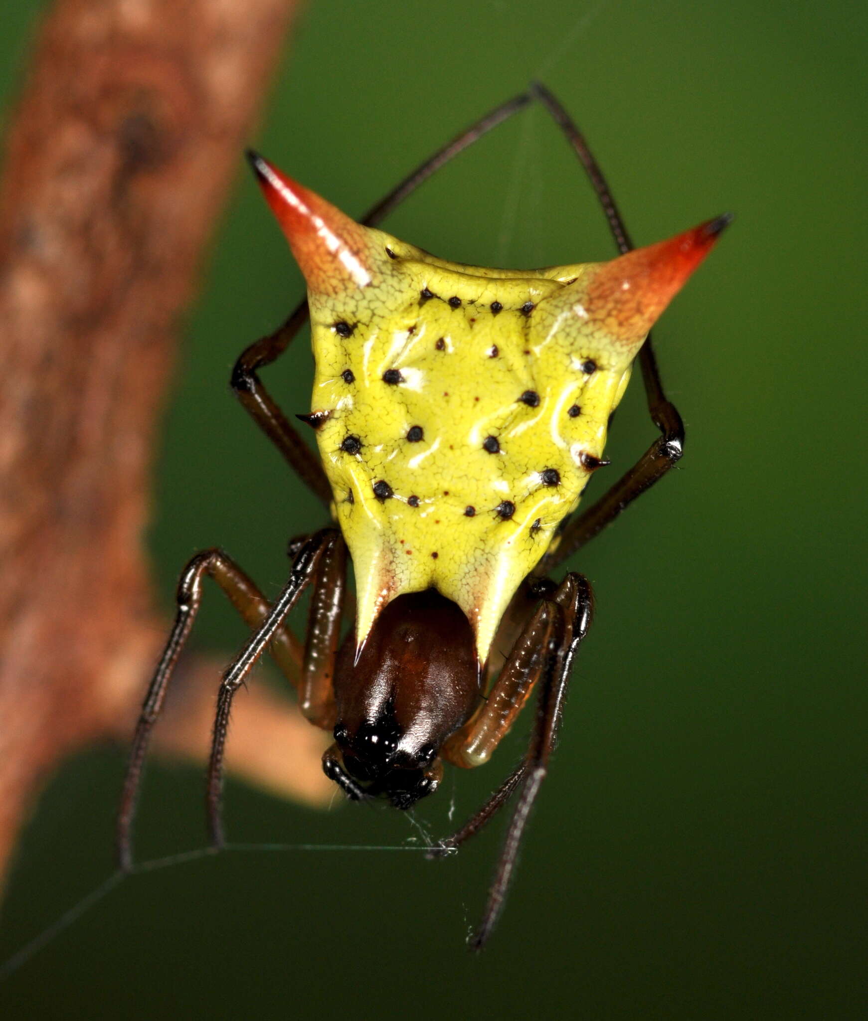 Imagem de Micrathena flaveola (Perty 1839)