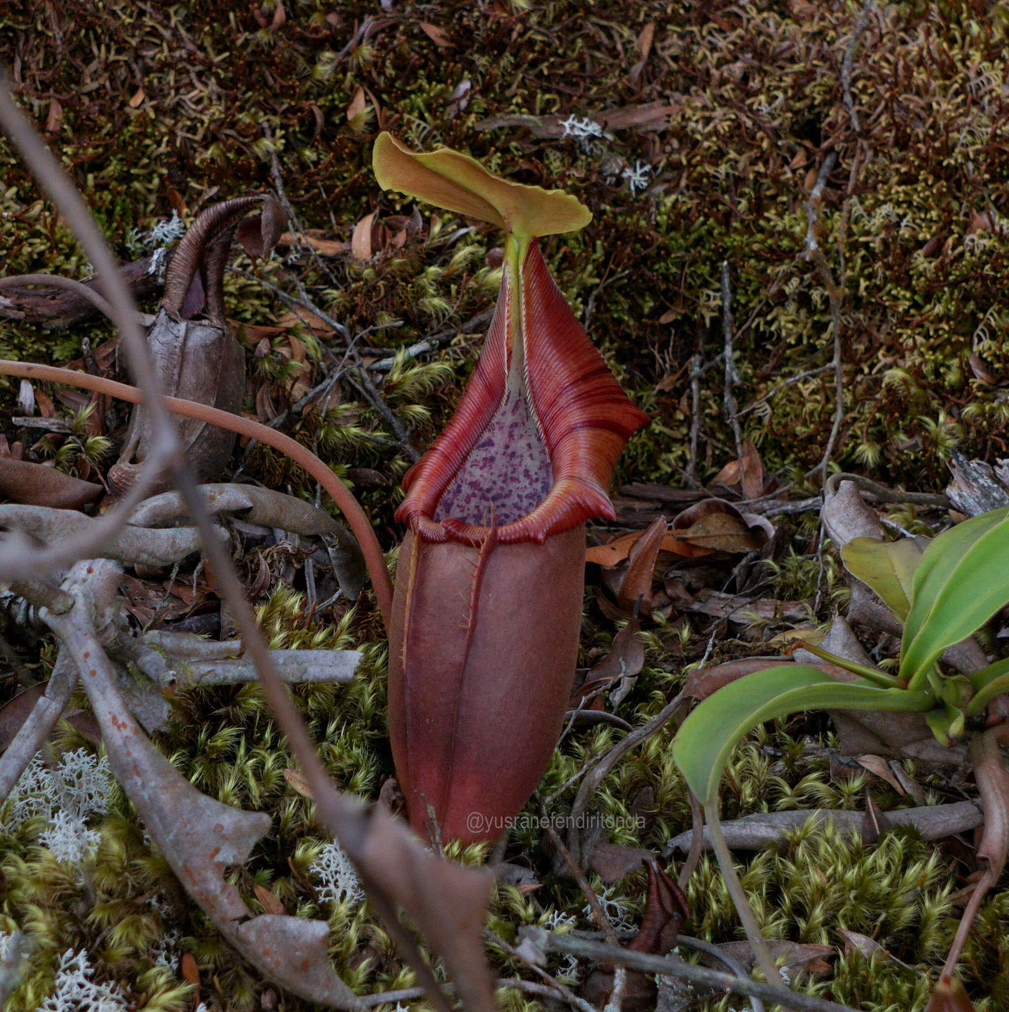 Image of Pitcher plant