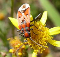 صورة Haemobaphus concinnus (Dallas & W. S. 1852)