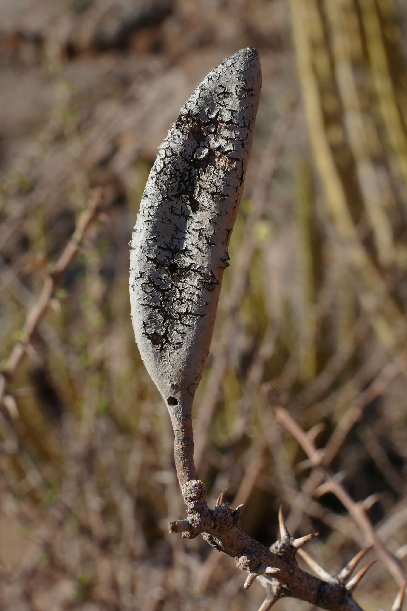 Sivun Vachellia hebeclada subsp. hebeclada kuva