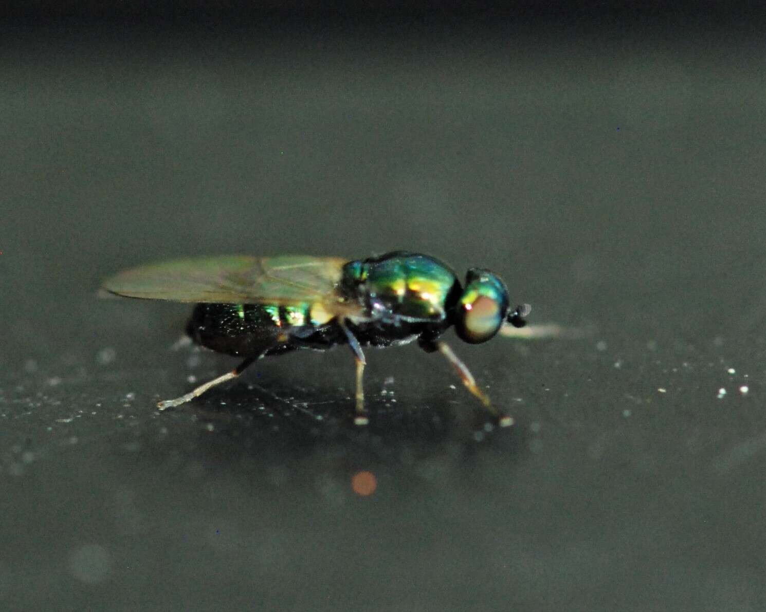 Image of Soldier fly