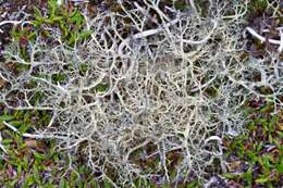 Image of witch's hair lichen