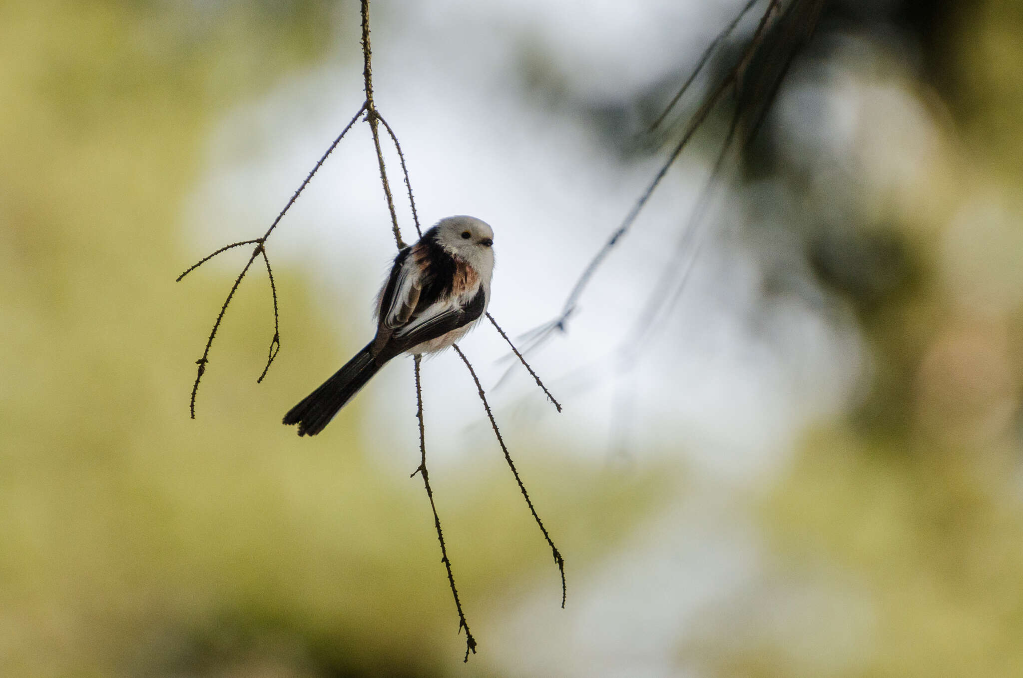 Image of Aegithalos caudatus caudatus (Linnaeus 1758)