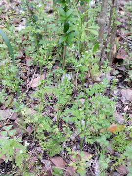 Image of Chaerophyllum tainturieri var. tainturieri