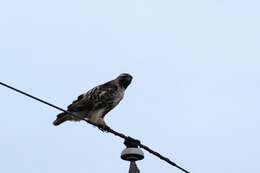 Image of Eastern Red-tailed Hawk