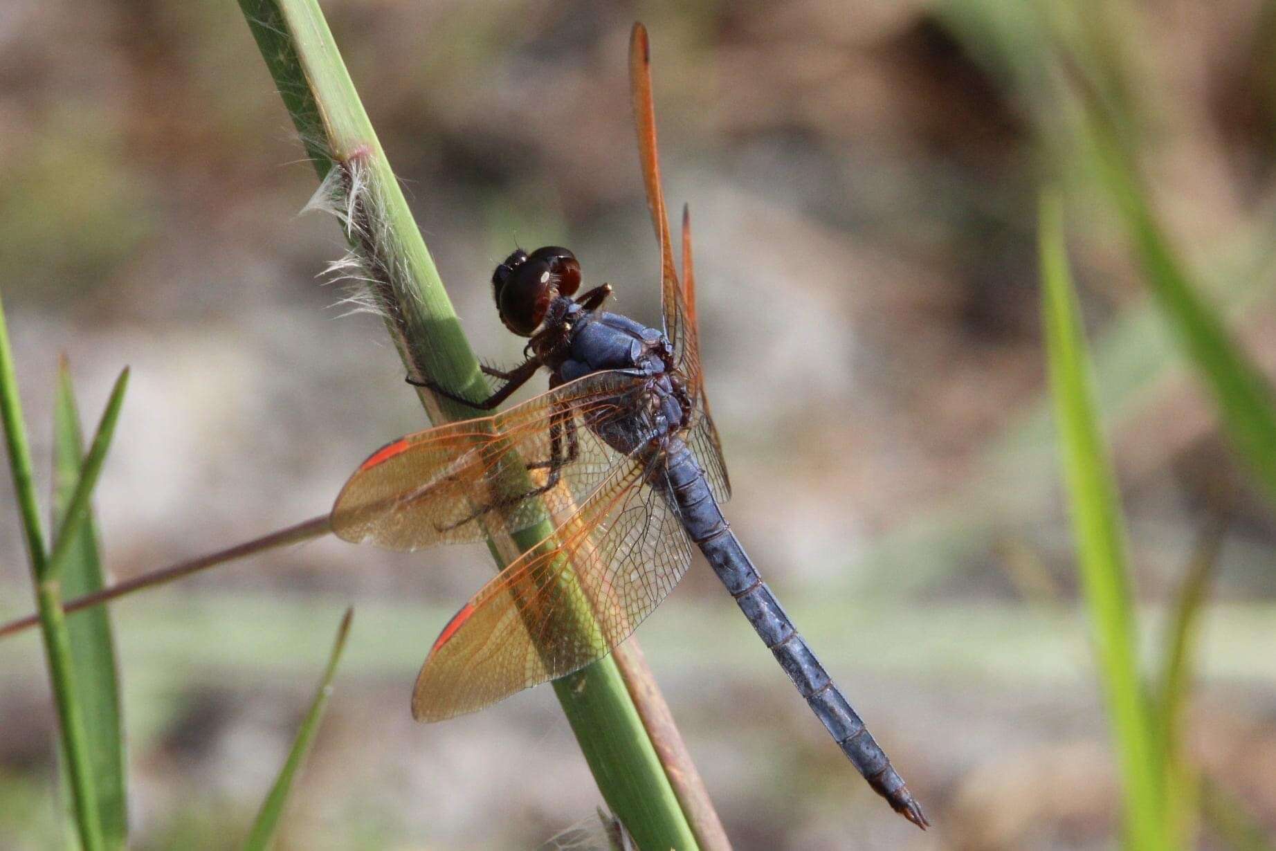 Image de Libellula jesseana Williamson 1922