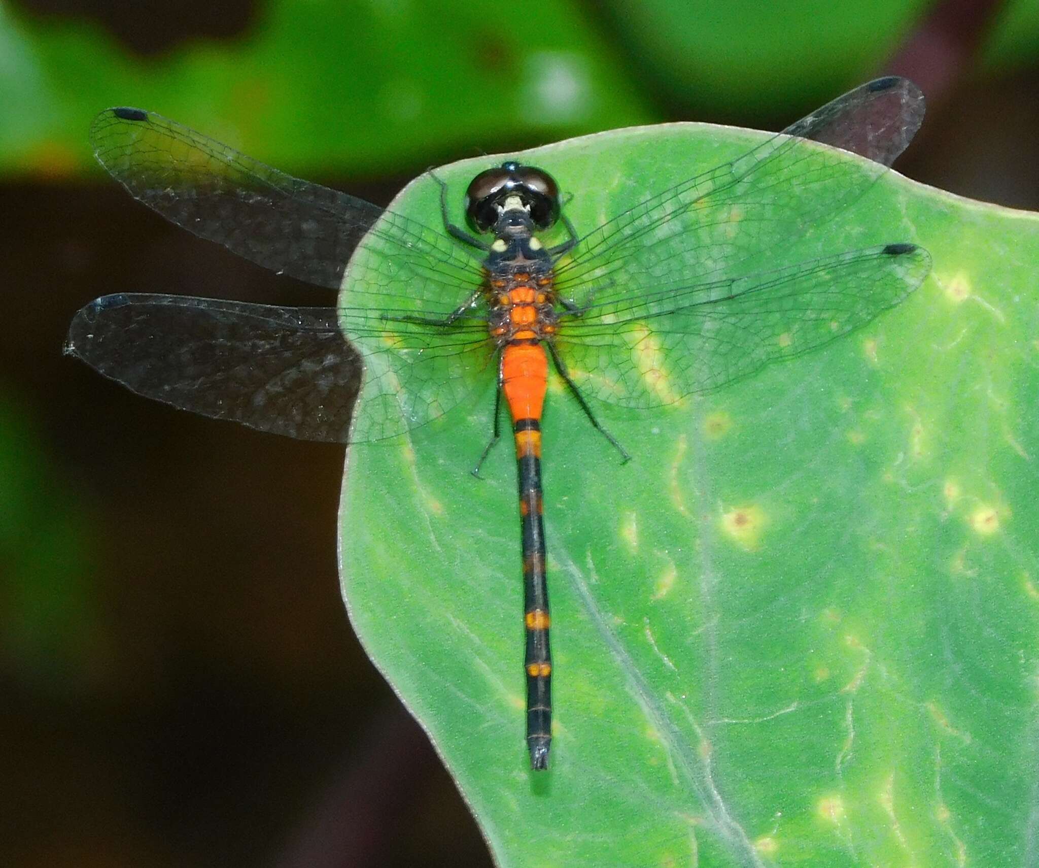 Image of Epithemis mariae (Laidlaw 1915)