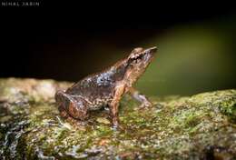 Image of beautiful dancing frog
