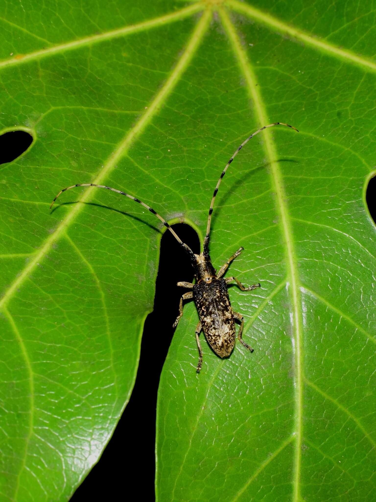 Image of Acalolepta permutans (Pascoe 1857)