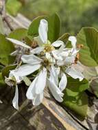 Image of Amelanchier amabilis Wiegand