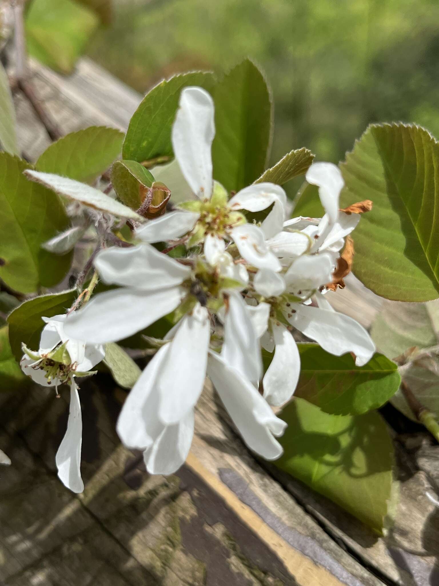 Image of Amelanchier amabilis Wiegand