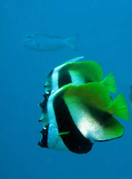 Image of Bannerfish