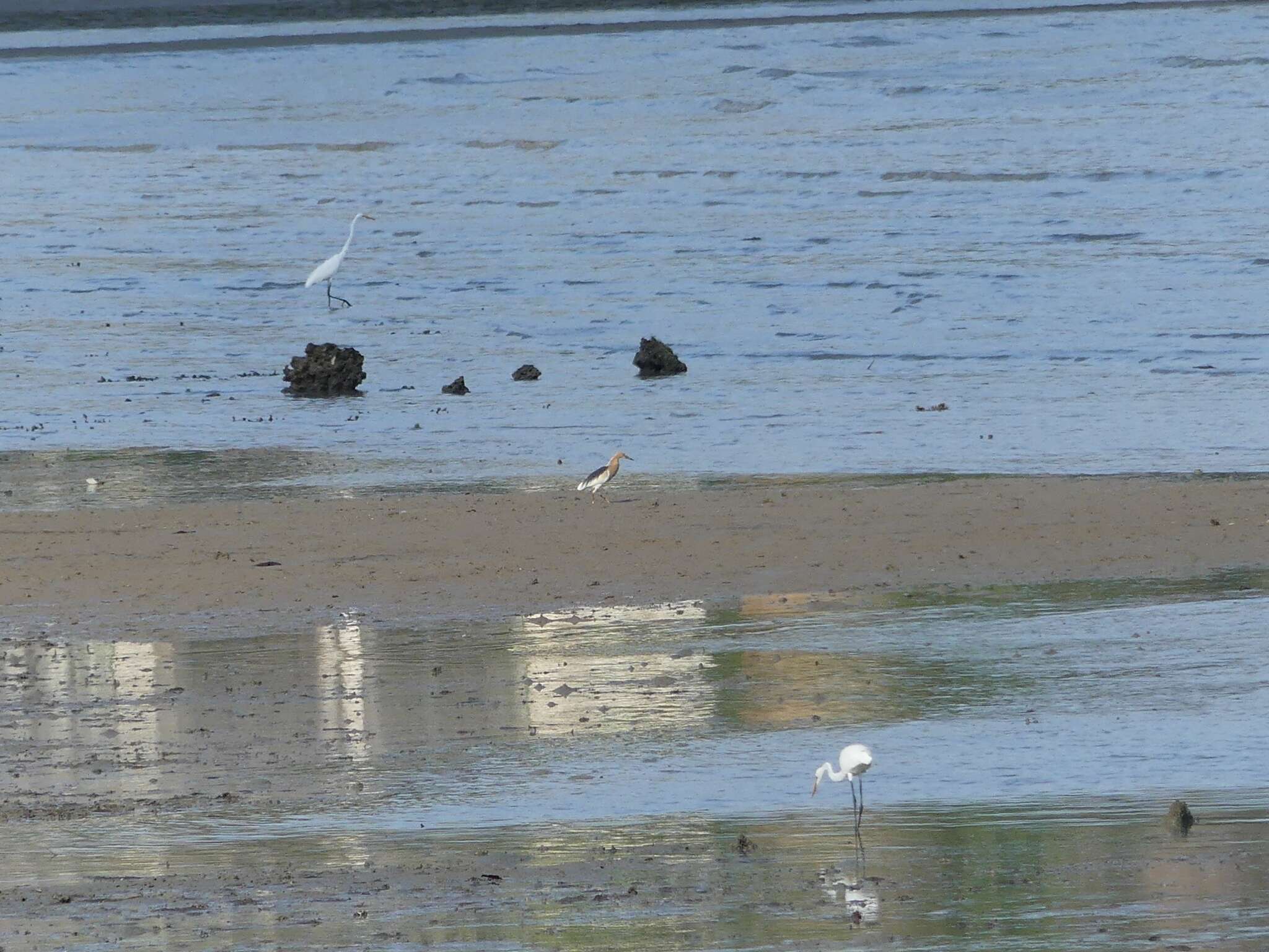 Image of Javan Pond-Heron