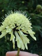 Image of Cephalaria litvinovii Bobrov