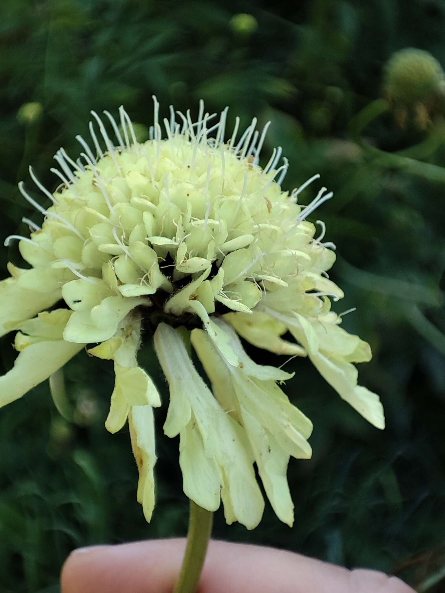 Image of Cephalaria litvinovii Bobrov