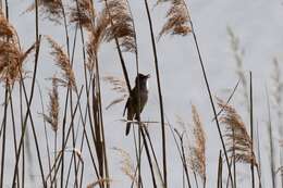Image of Great Reed Warbler