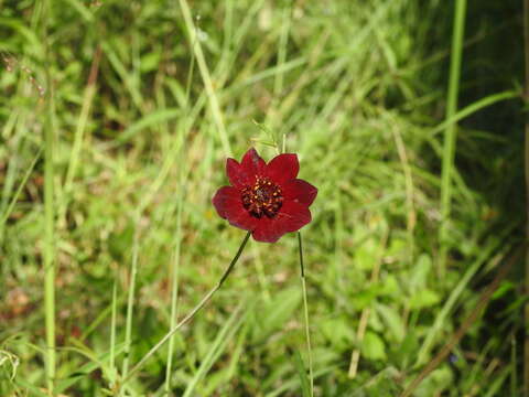 Image of Cosmos concolor Sherff