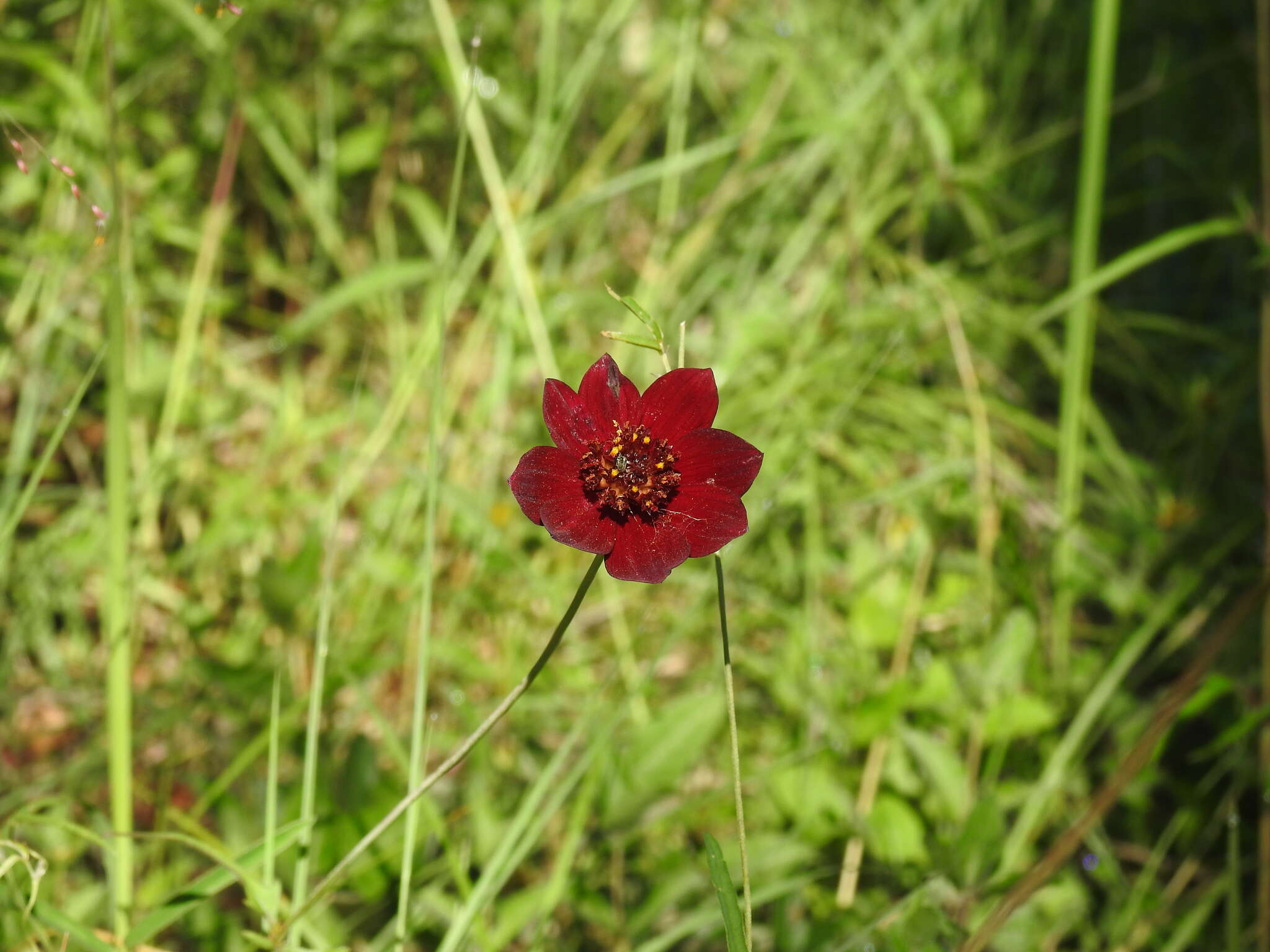 Image of Cosmos concolor Sherff