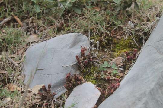 Image of Sedum catorce G. L. Nesom