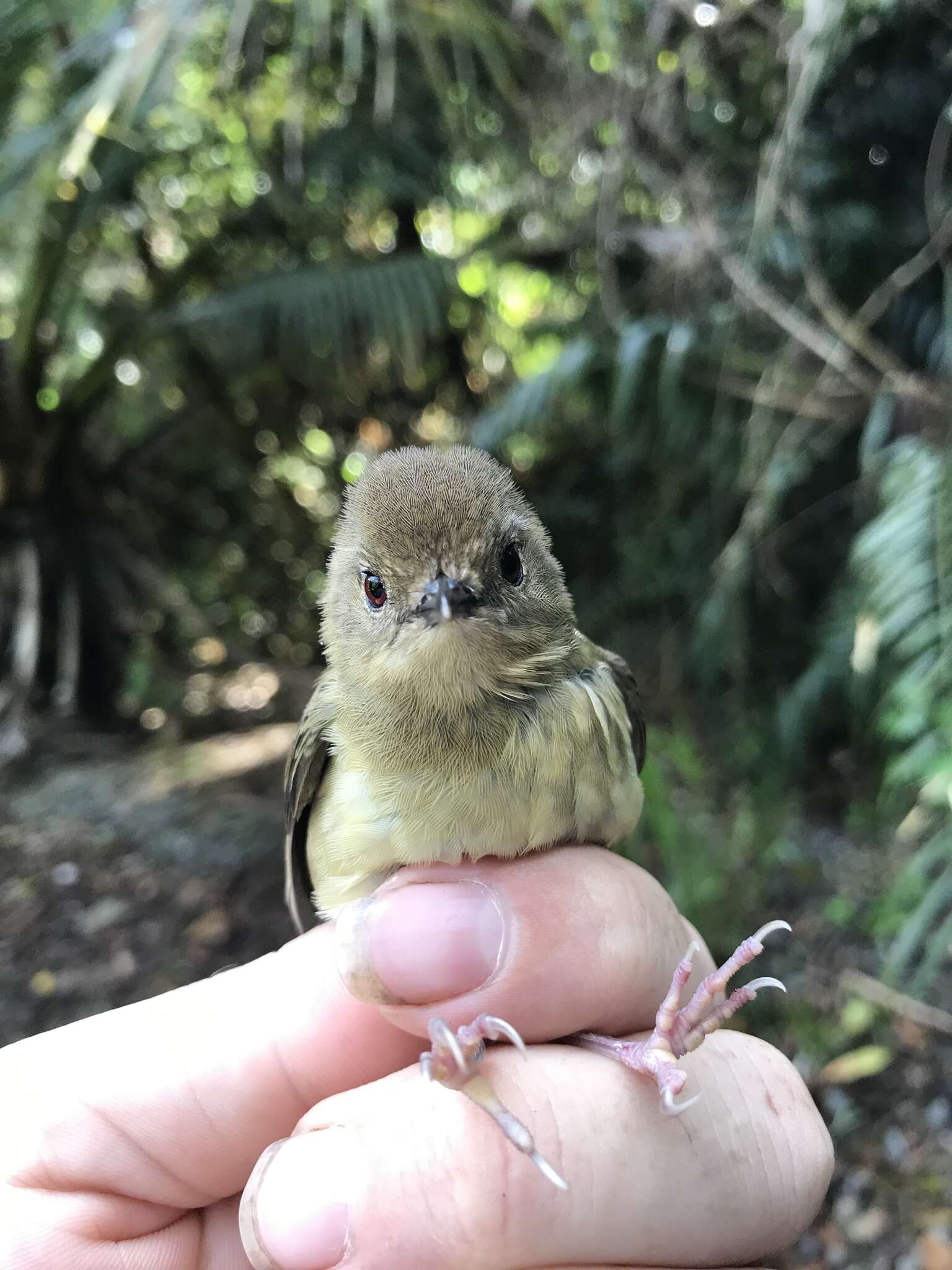 Image of Atherton Scrubwren