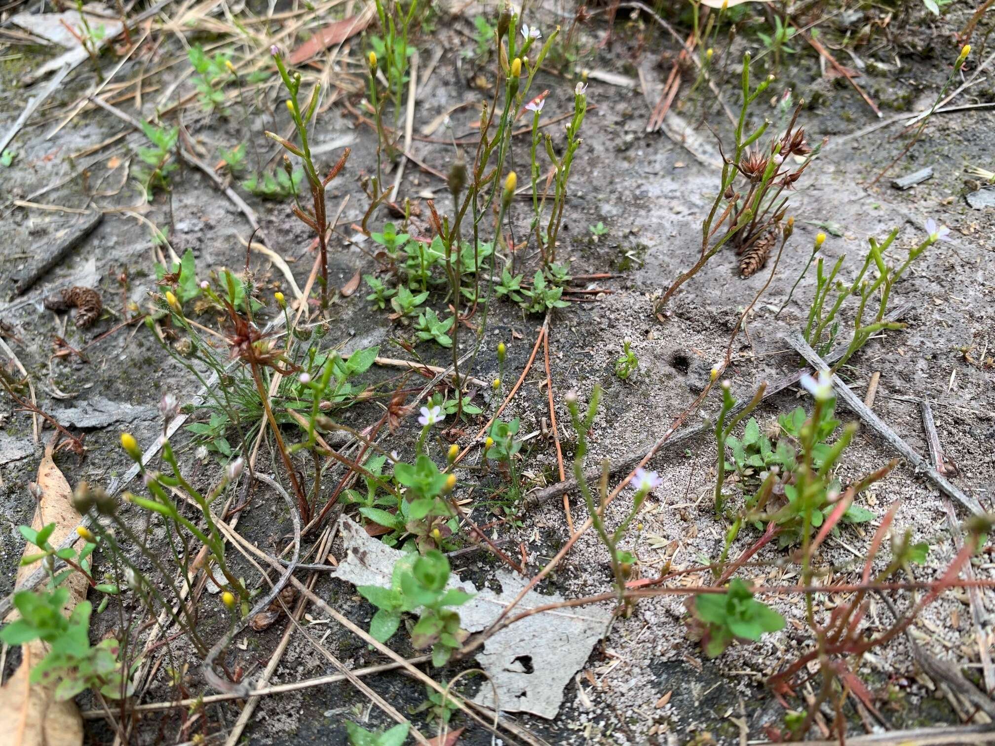 Image de Stylidium despectum R. Br.