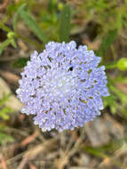 Image of Trachymene coerulea R. Grah.