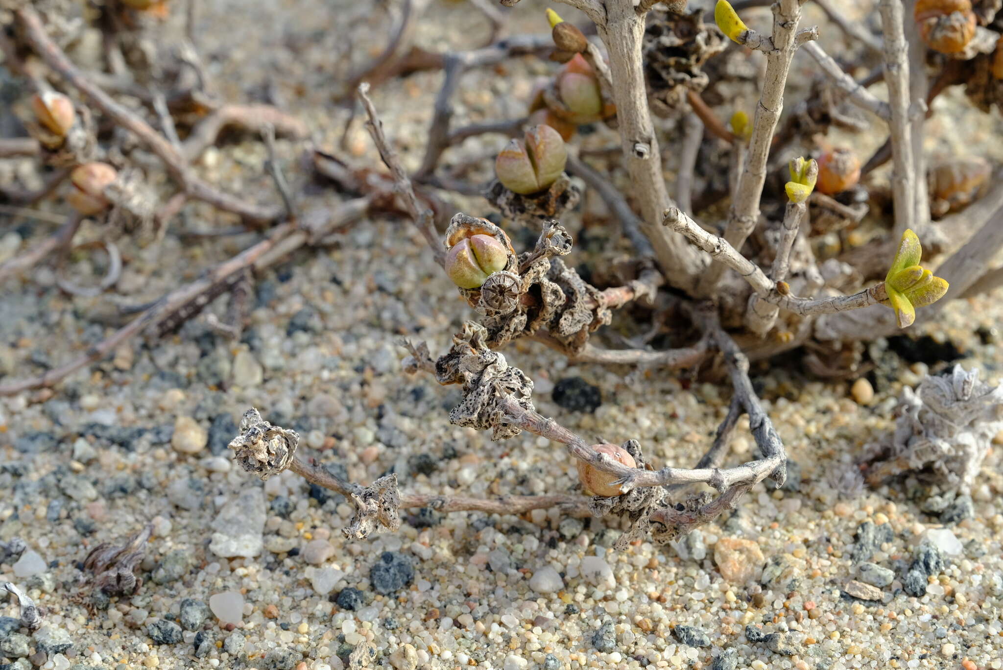 Image of Juttadinteria deserticola (Marloth) Schwant.