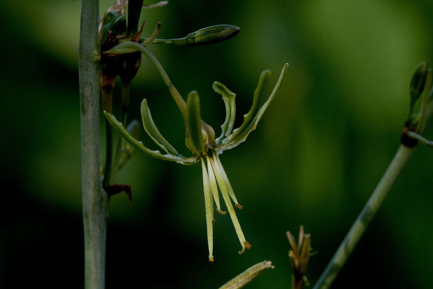 Image of Chlorophytum macrosporum Baker