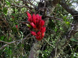 Image of Hottentot's Bean