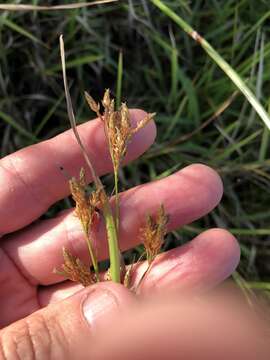 Sivun Fimbristylis dichotoma (L.) Vahl kuva