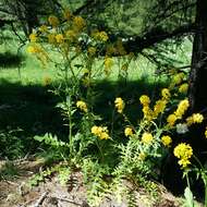 Слика од Sisymbrium austriacum Jacq.