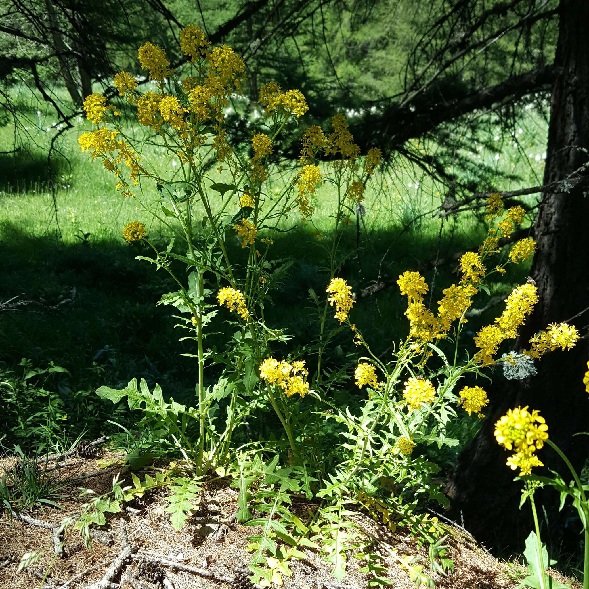 Слика од Sisymbrium austriacum Jacq.