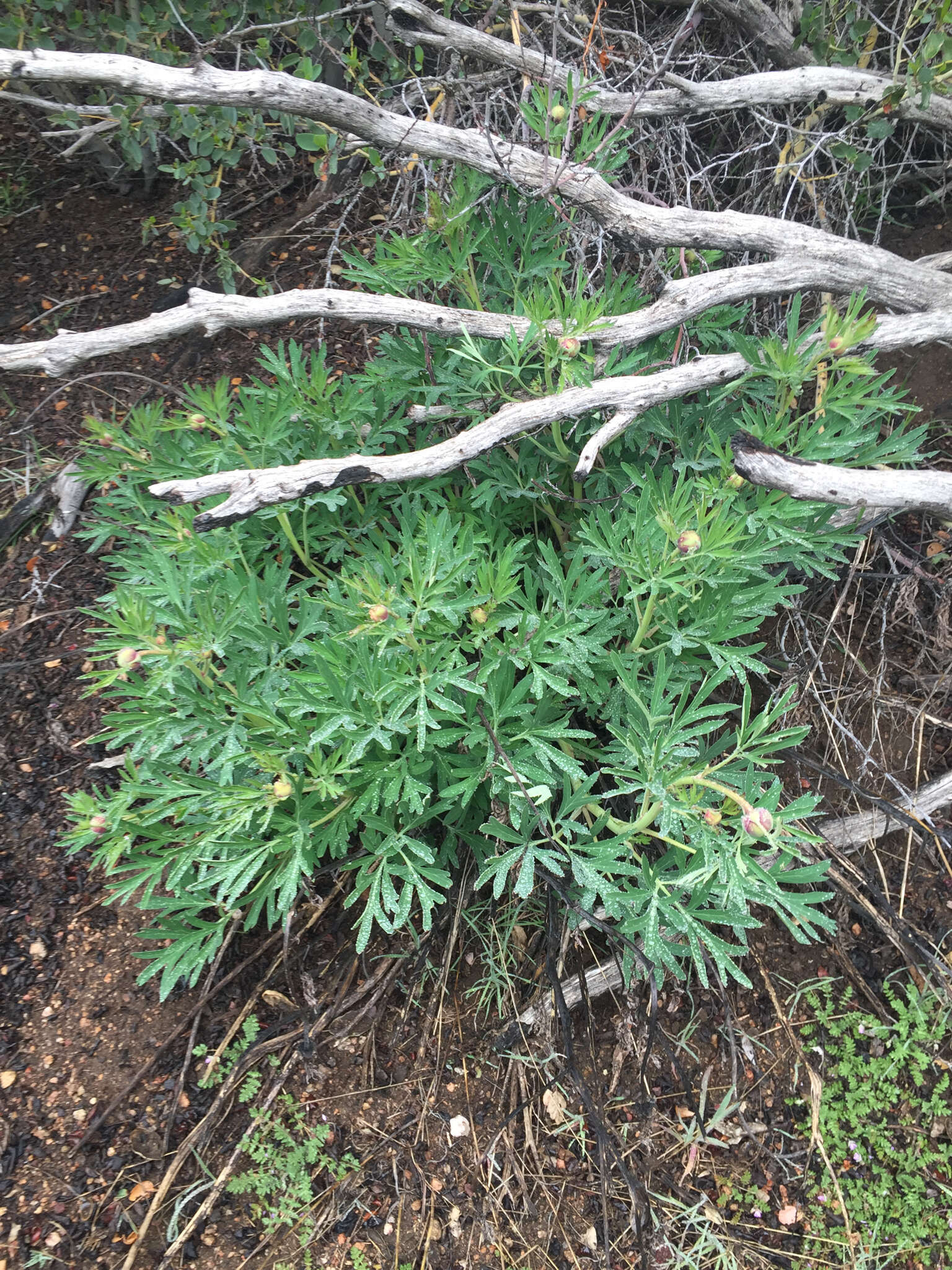 Image of California peony