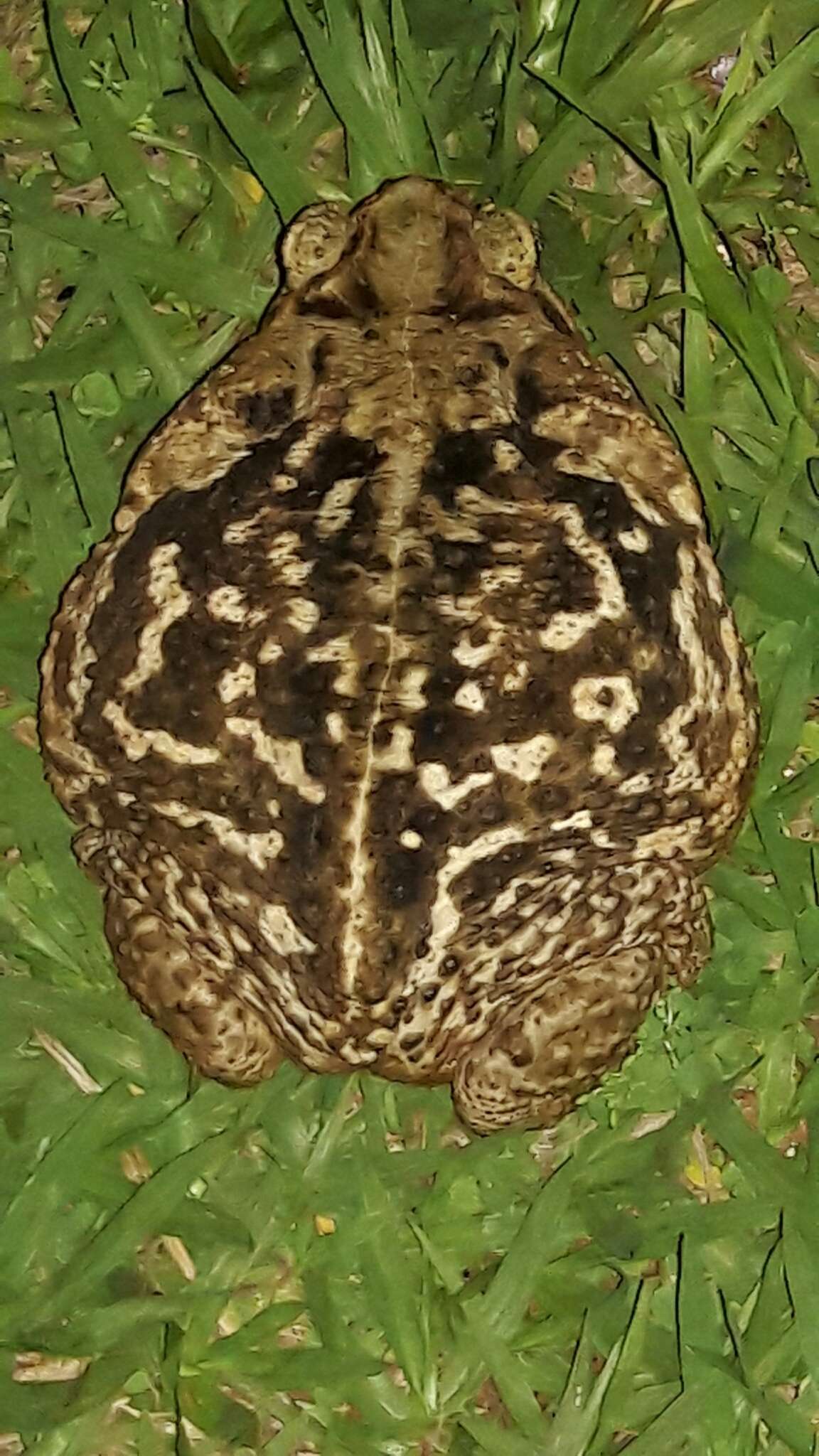 Image of Cururu Toad