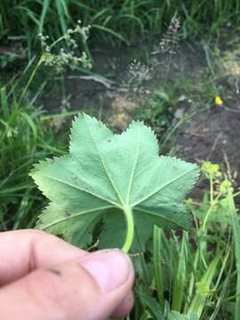 Image of Alchemilla litwinowii Juz.