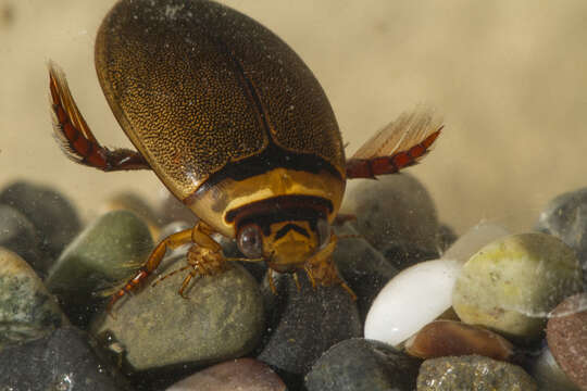 Слика од Graphoderus fascicollis (Harris 1828)