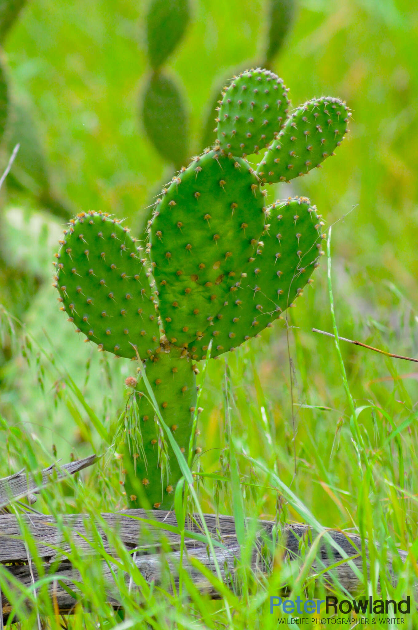 Image of Opuntia puberula Pfeiff.