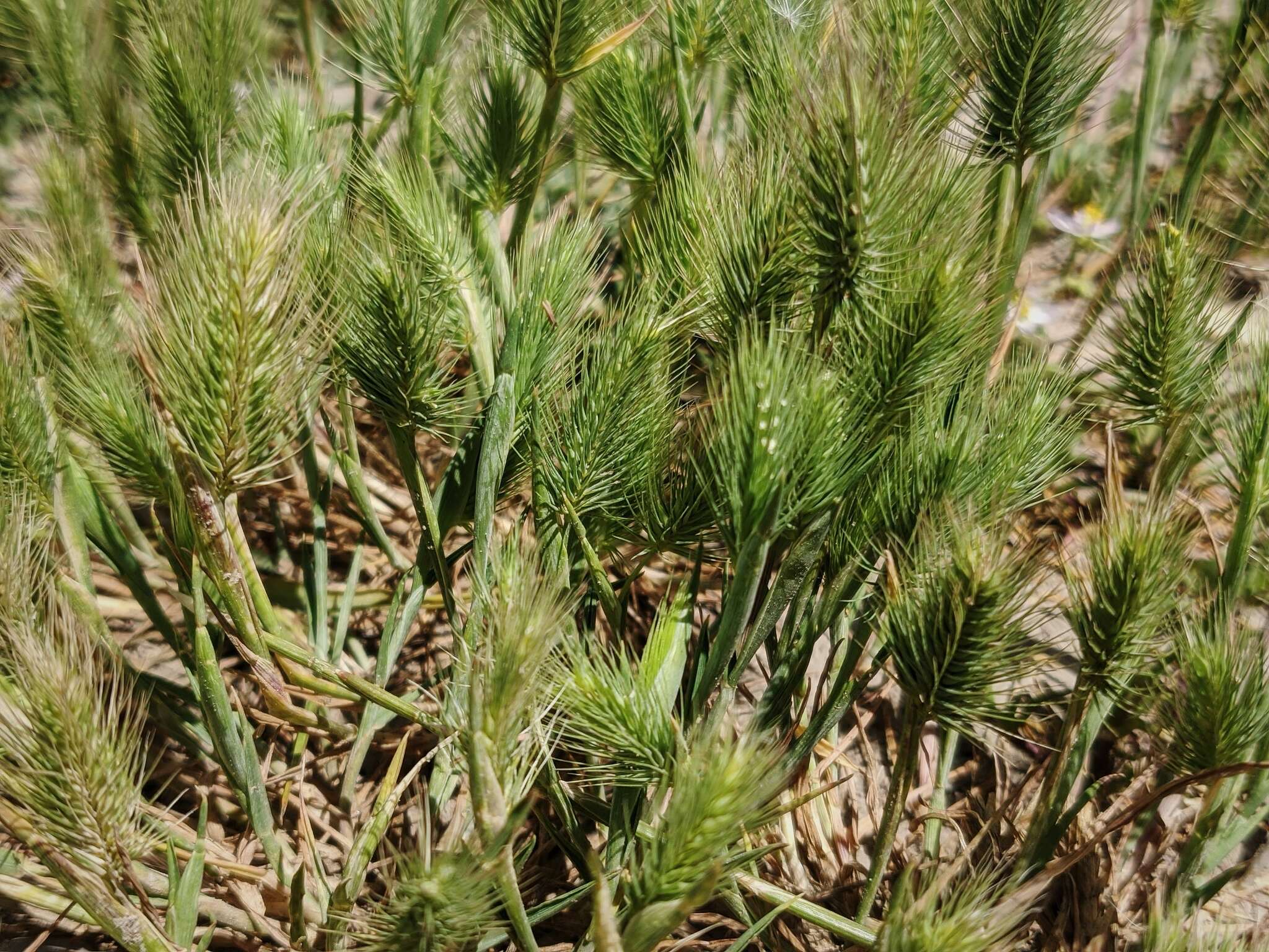 Plancia ëd Hordeum marinum subsp. gussoneanum (Parl.) Thell.