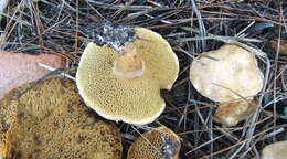 Image of Suillus bovinus (L.) Roussel 1796