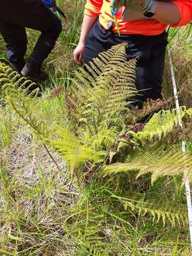 Image de Athyrium microphyllum (Sm.) Alston