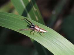 Image of Hentzia palmarum (Hentz 1832)