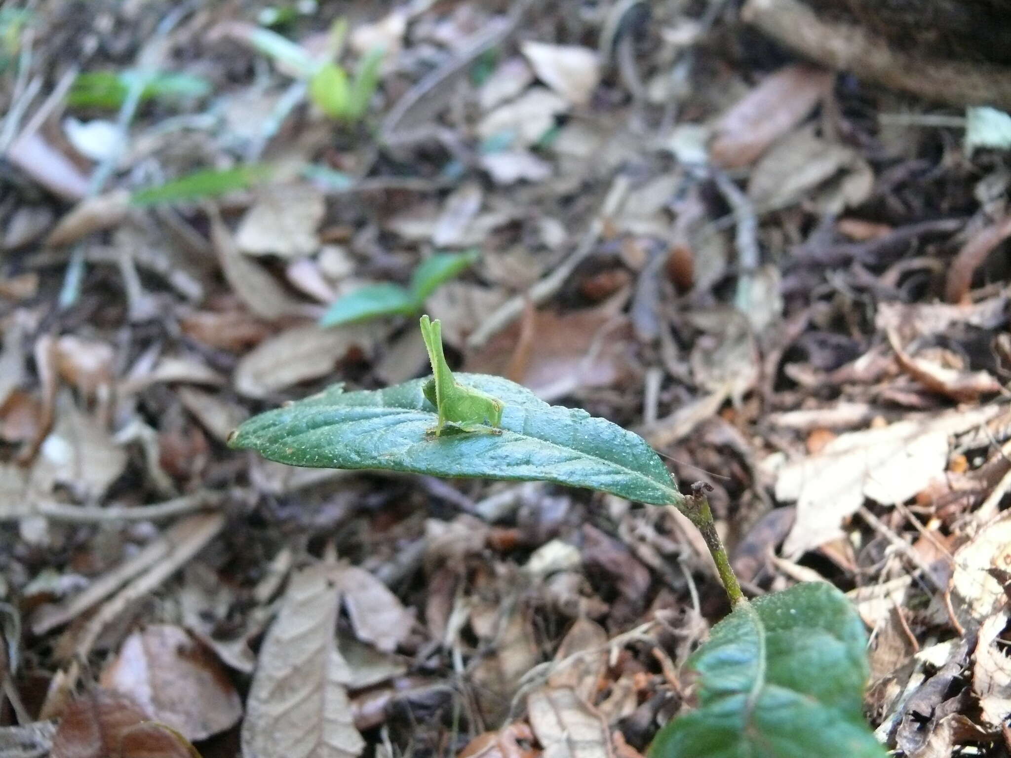 Imagem de Montezumina