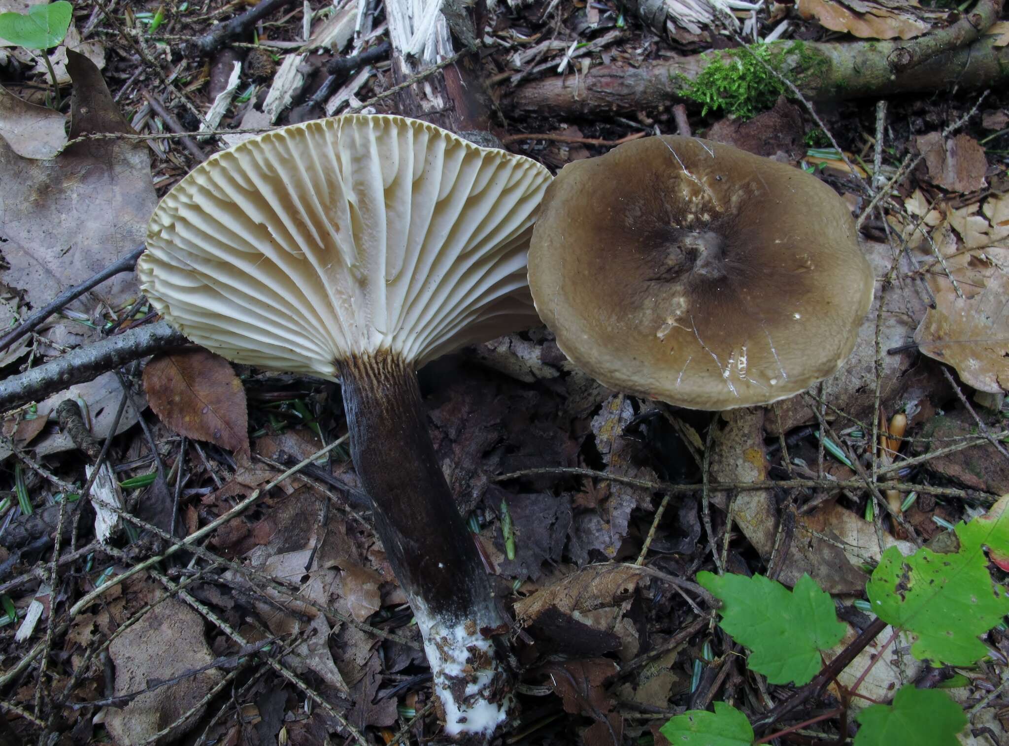 Image of Lactarius gerardii Peck 1873