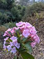 Imagem de Luculia gratissima (Wall.) Sweet