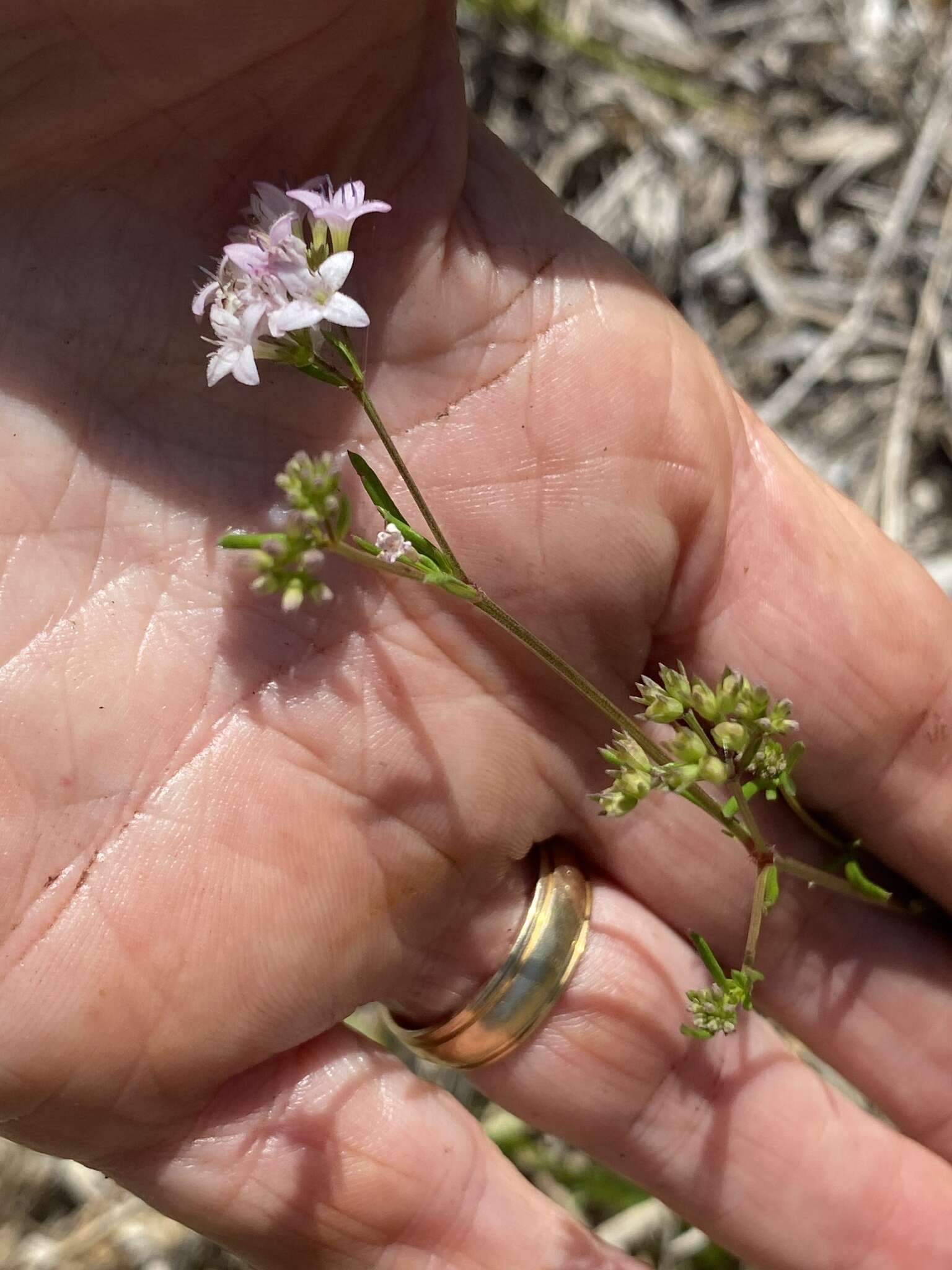 Image of diamondflowers