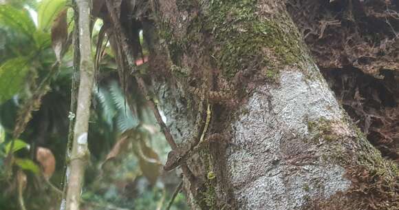 Image of Townsend's Anole