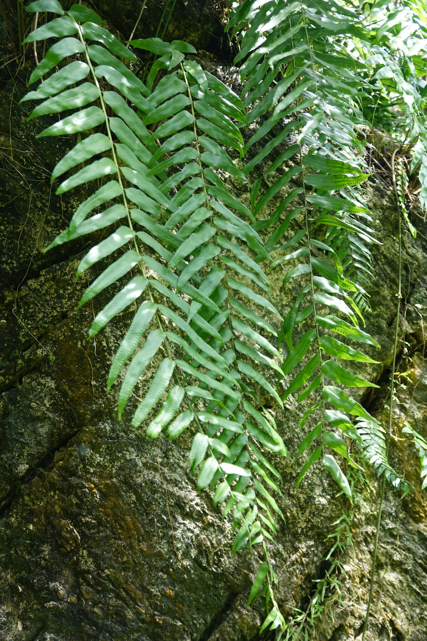 Image of giant swordfern