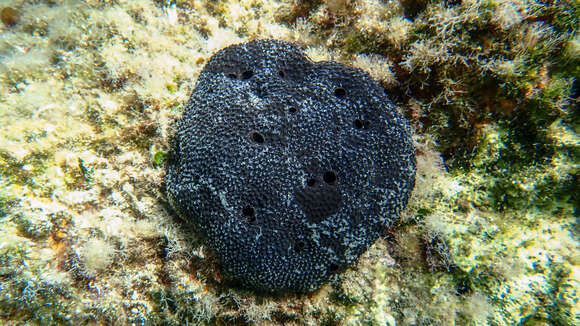 Image of black leather sponge